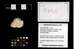 Foto (Objekt + Etikett) von Pithonoton marginatum (von Meyer, 1842)  (NHMW-GEO-2014-0194-0891)